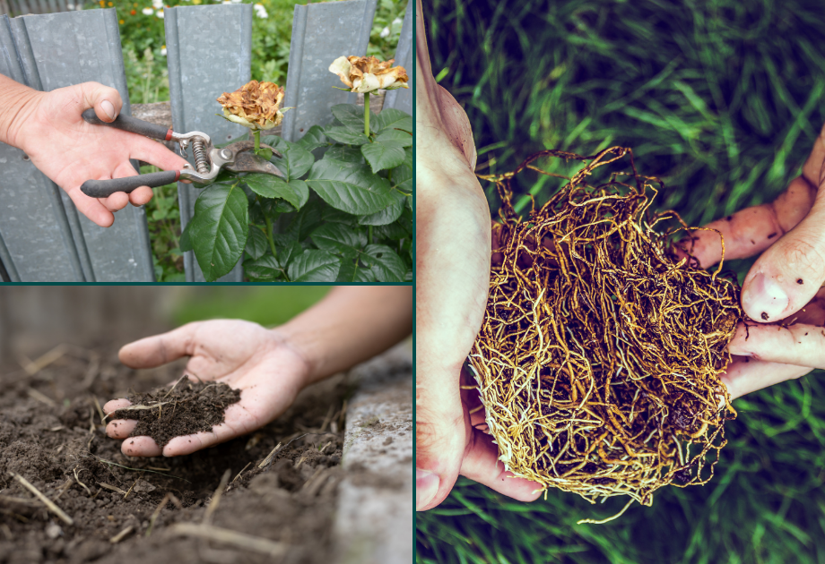 Collage of gardening tasks including pruning wilted flowers with garden shears, holding healthy plant roots, and examining soil in a raised garden bed.